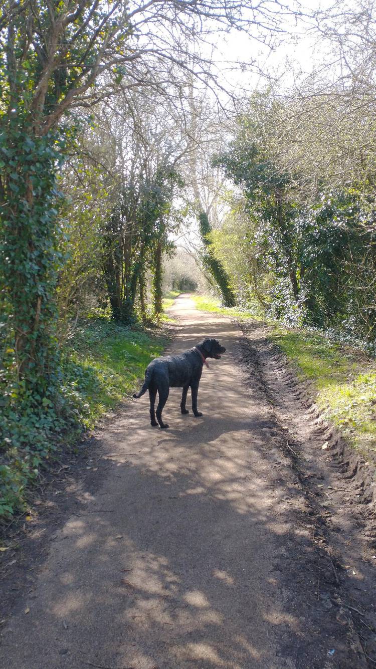 Bristol South Skyline Walk (long) Bristol Walk Fest