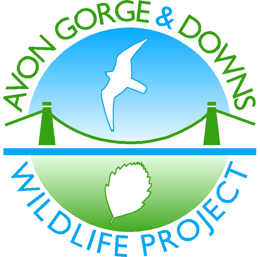 Avon and Downs Wildlife Bristol Walk Fest